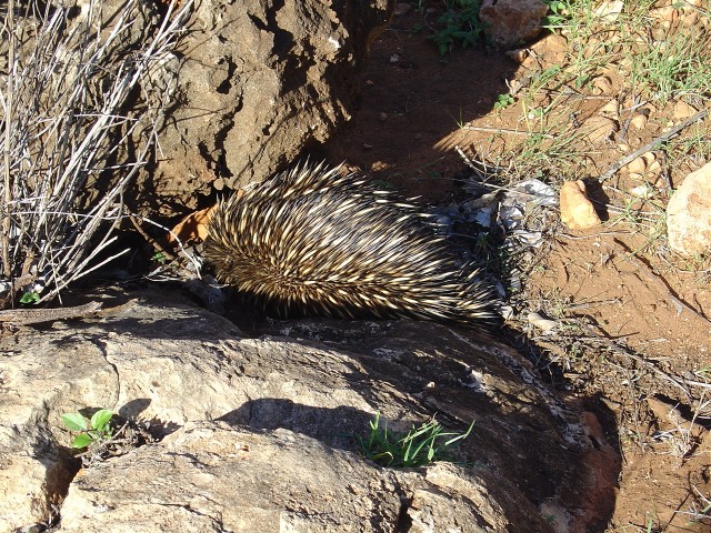 Mr Echidna Mr Echidna